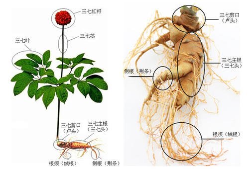 三七示意圖