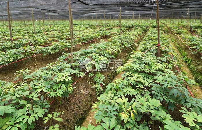 三七種植成建棚蓋網